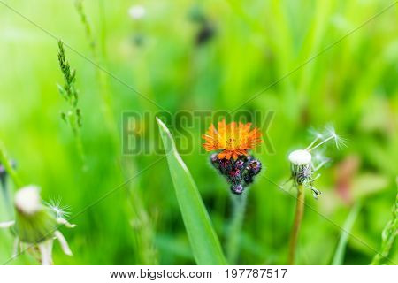 Macro Closeup Of Orange Hawkweed Flower With Green Grass Bokeh Showing Detail And Texture