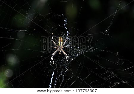 Big green spider on the web . Spider in his web wait for a prey
