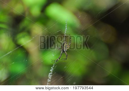 Big green spider on the web . Spider in his web wait for a prey