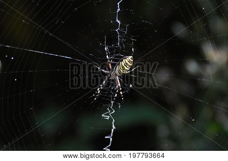 Big green spider on the web . Spider in his web wait for a prey