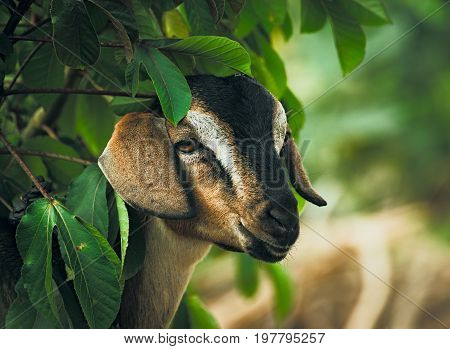 Portrait of a cute goat near a tree.