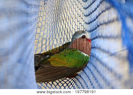 The birds trapped in the nets Common Emerald Dove Rain forest animals in Thailand.