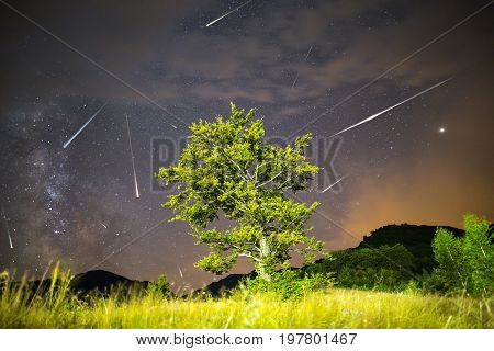 Green Tree Milky Way Meteor Shower