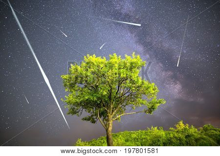 Green Tree Milky Way Night Sky Falling Stars