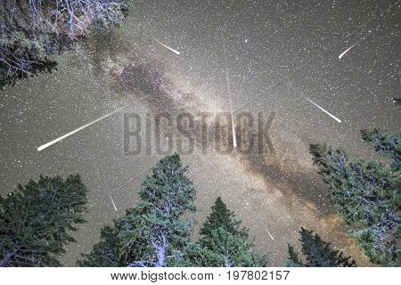 Pine Trees Silhouette Milky Way Meteor Shower