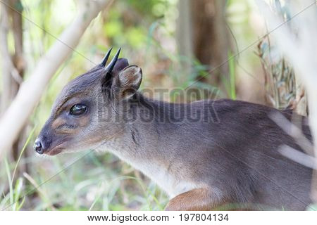 Duiker Hiding Between The Grass