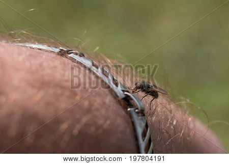 fly perched on hand of man close-up
