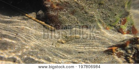 Underwater shot of shrimp (Palaemon elegance) in the Black Sea Bulgaria