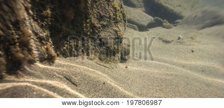 Underwater shot of shrimp (Palaemon elegance) in the Black Sea Bulgaria