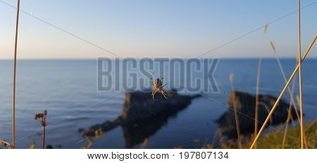 Spider Close-up And On The Background 