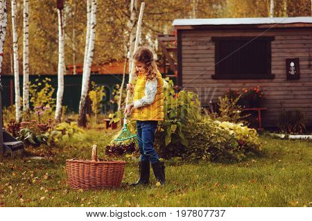 happy child girl playing little gardener in autumn and picking leaves into basket. Seasonal garden work. Backyard cleaning.