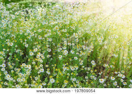 Background of the chamomiles on a meadow closeup in the sun beams during sunrise