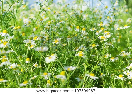 Background of the chamomiles on a meadow closeup
