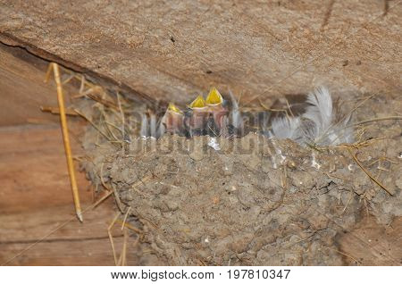 Baby swallows in nest asking for food. Newborn swallows in nest
