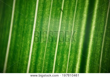 Green Flower Foliage, Macro Photoghaphy