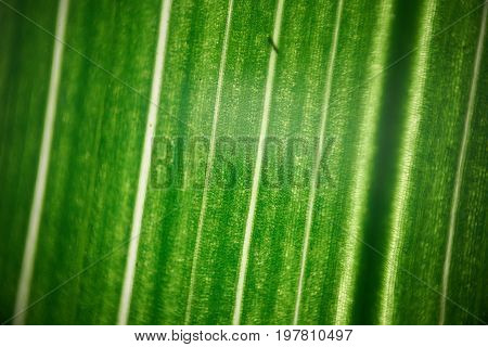 Green Flower Foliage, Macro Photoghaphy