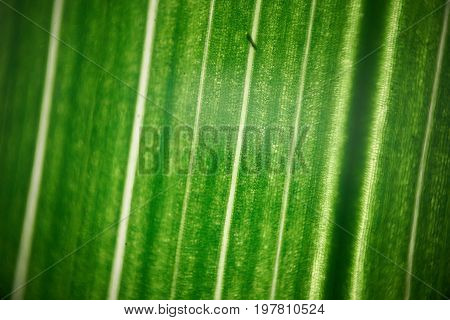 Green Flower Foliage, Macro Photoghaphy