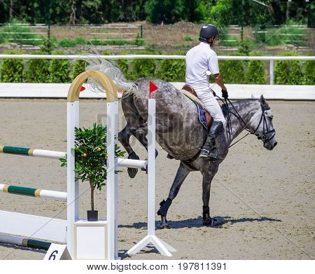 Rider on gray horse in jumping show, equestrian sports. Dappled gray horse and rider in white shirt on training ground. Hot, shiny day.