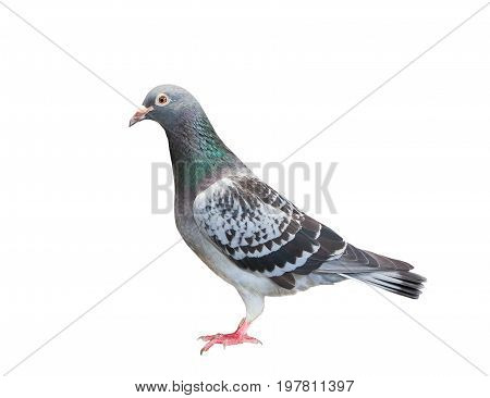 full body of sport racing pigeon bird looking eye contact to camera isolate white background