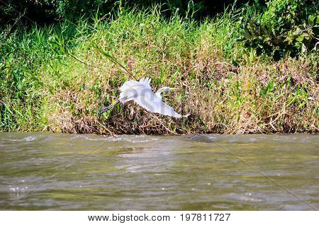A view of a white Egret flying over the San Juan river