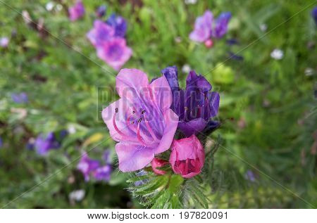 pink and purple wildflower, background, viper's bugloss, background