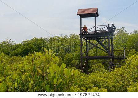 The Wooden Observation Tower In Mangrove Forest At Pranburi Forest National Park, Prachuap Khiri Kha