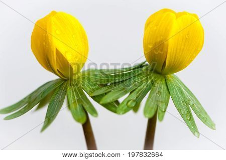 Closeup of Eranthis Hyemalis in front of a white background