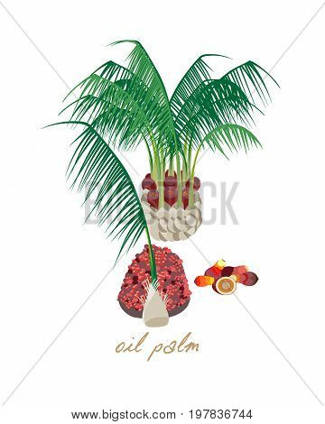Tropical forest herbs and plants with leaves, flowers, fruits. Beautiful oil palm with leaves and fruits. Vector illustration isolated on white background.
