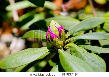 A bud of rhododendron from which the pink flower grows