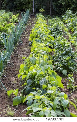 vegetable in the garden organic food France