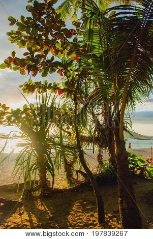 Beautiful Tropical Landscape With Palm Trees In The Evenin. Boracay, Philippines