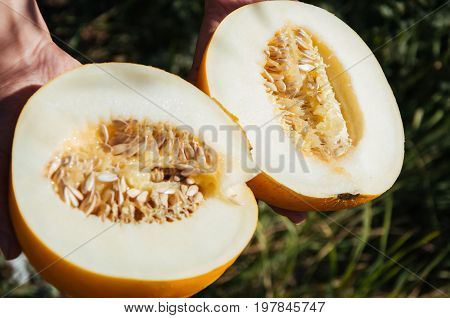 Half Of Fresh Yellow Melon In Hands. Picknic Sunny Summer Day.