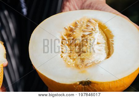 Half Of Fresh Yellow Melon In Hands. Picknic Sunny Summer Day.