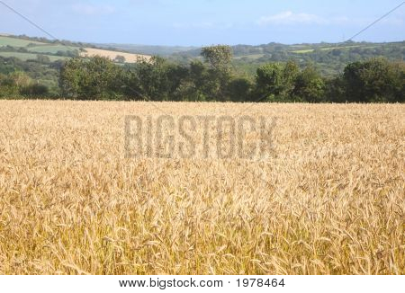 Kukuřičném britské krajiny.