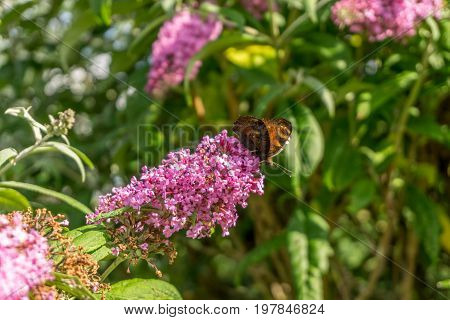 Purple flowers with butterflies  - at sunshine