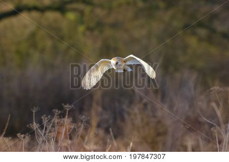 Barn Owl (tyto Alba) Flying, In Flight,  Hunting Or Quartering Low Over A Meadow