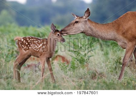Red Deer (cervus Elaphus) Female Hind Mother And Young Baby Calf Having A Tender Bonding Moment