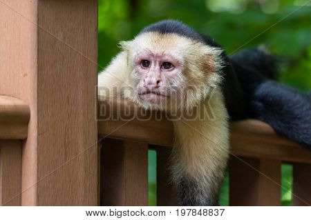 close up of a white faced monkey on the hand rail for the boardwalk down to the beach in Playa Nacascolo Costa Rica