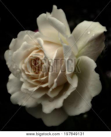 a single cream colored sepia tinted rose with raindrops in close up on a black background