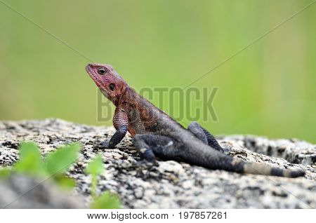 The Namib rock agama (Agama planiceps) in african natural park