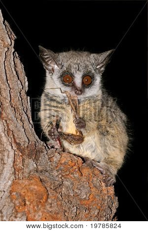 Bushbaby น้อย