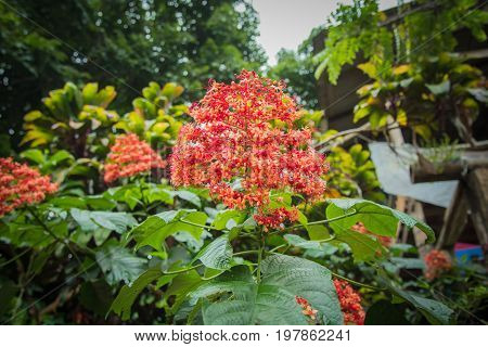 Pagoda flower is herbaceous with a medium shrub. Found in flood or water. The trunk is underground. The stalks are parallel to the ground flowering all year round.
