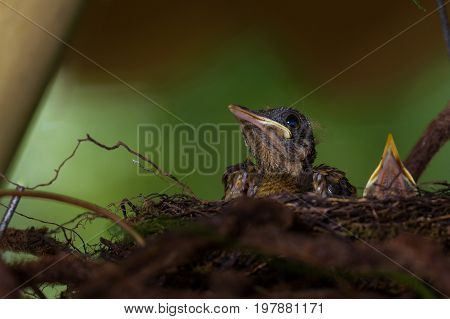 Baby Yiguirro - Clay Colored Thrush
