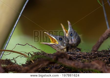 Baby Yiguirro - Clay Colored Thrush