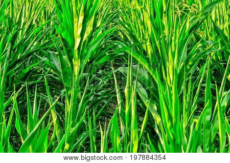 Natural green background. Close up of the green leaves of maize.