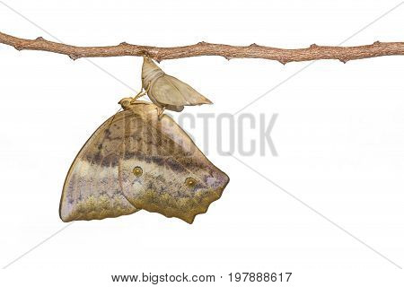 Isolated Emerging Of Common Duffer Butterfly ( Discophota Sondaica Boisduval ) From Chrysalis Hangin