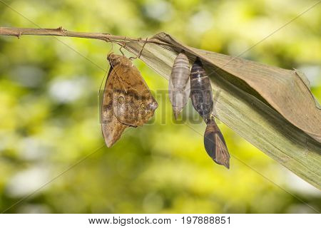Emerging Of Common Duffer Butterfly ( Discophota Sondaica Boisduval ) From Chrysalis And Mature Pupa