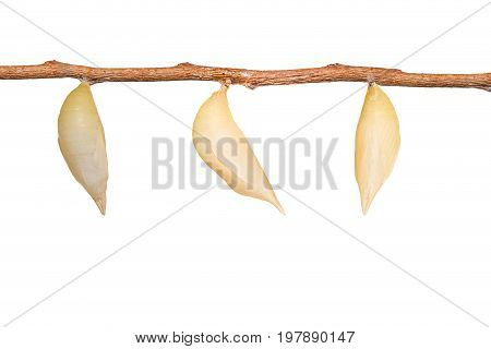 Isolated Chrysalis Of Common Duffer Butterfly ( Discophota Sondaica Boisduval ) Hanging On Twig