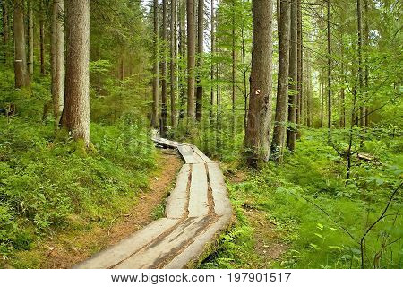 Typical walk in the forest open-air museum in Vydrovo. Educational walkway in nature.
