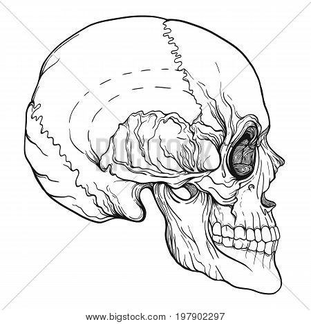 Human skull realistic hand drawing isolated Stock line vector illustration. Outline drawing.